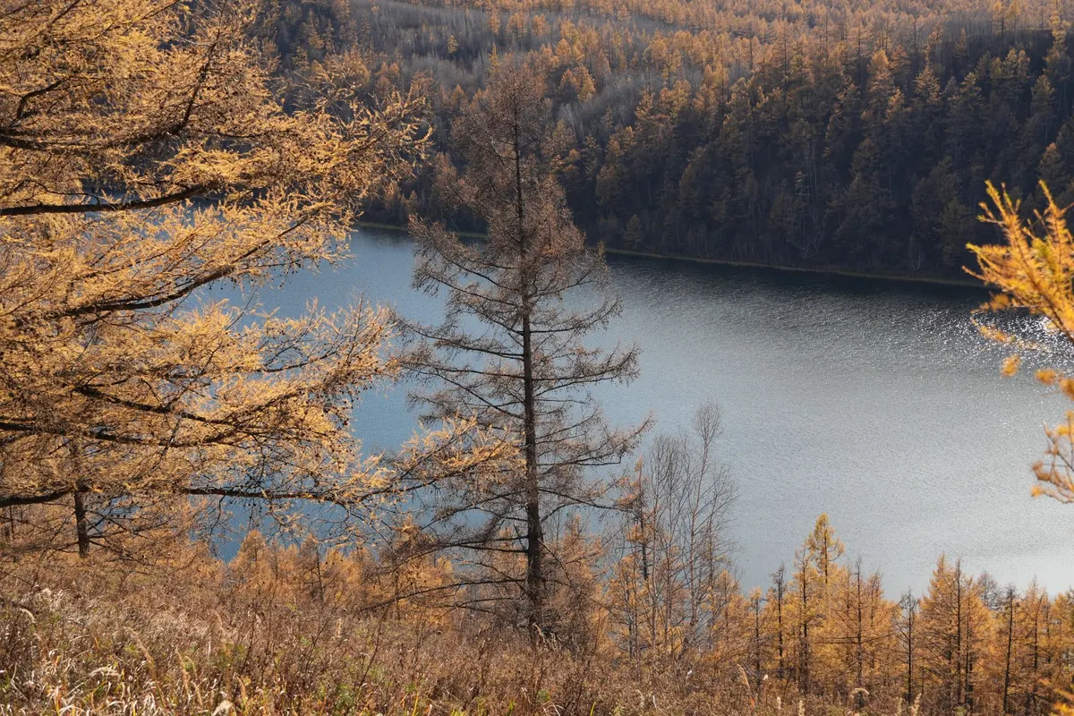Larch Tree Autumn Care Checklist: Needle Drop, Drainage and Winter Prep